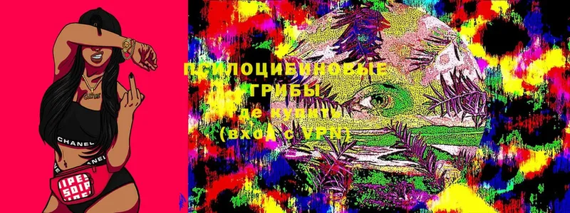 где можно купить   Казань  Галлюциногенные грибы Magic Shrooms 